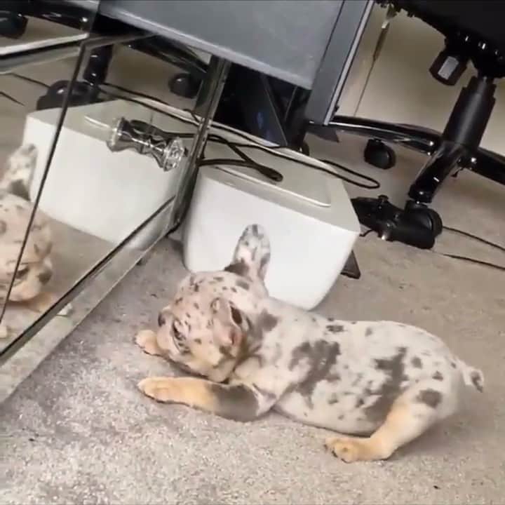 Tumblrのインスタグラム：「Imposter!! 🙅‍♀️😠」