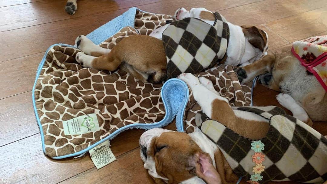 北斗晶さんのインスタグラム写真 - (北斗晶Instagram)「テーブルの下  #Frenchbulldog #Englishbulldog #花梅田鈴  #愛犬 #テーブルの下 #落とし物みたい」12月24日 14時36分 - hokutoakira_official