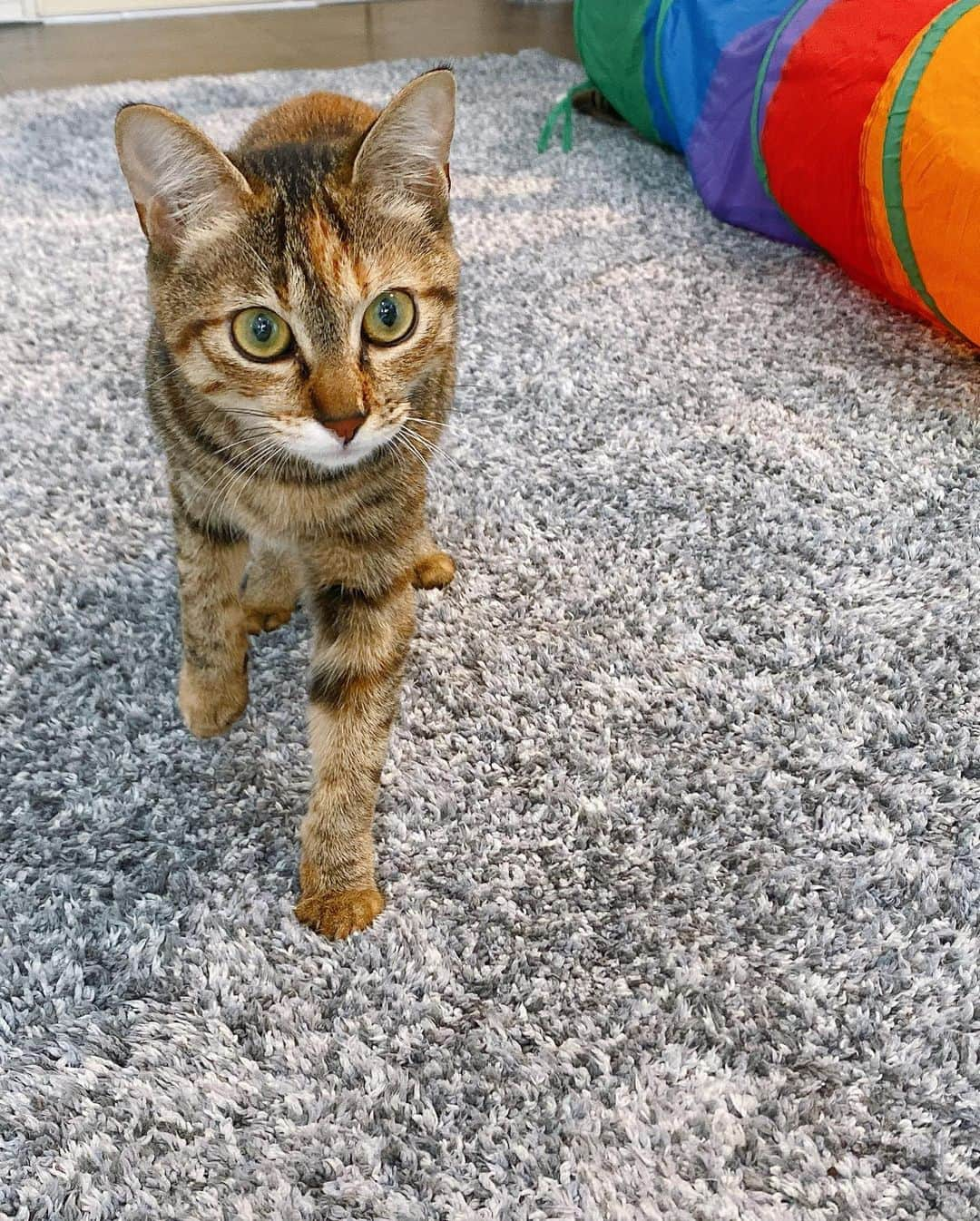 太田唯さんのインスタグラム写真 - (太田唯Instagram)「🐈🐈🐈🤍  先日、保護猫カフェにいってきました🐈﻿ ﻿ ここにいる子達はみんな保護猫さんで、﻿ 譲渡会にも挑戦中だそうです。﻿ ﻿ 保護猫ボランティアをしていたものの、﻿ その時は、自宅でお世話をするカタチだったので、保護猫カフェに行くのは初めての体験。﻿ 最初は奥に隠れちゃってた子も、 おやつをあげたりして徐々に距離を詰めていくと、﻿ おもちゃで遊び始めたり、﻿ 遠慮がちにお膝にタッチしてくれたり、﻿ 帰りにはお見送りまでしてくれて、﻿ 「あぁ、この感じ久しぶりだ！！」と嬉しくなりました😅 みんな可愛くって、愛くるしい、！！！可愛いよーーー﻿ ﻿ こうしてお店にいると、﻿ 人馴れするのもすごく早そうだなぁ(笑)﻿ はやく素敵な家族が見つかりますように🎄﻿ ﻿やっぱり猫は最高だ。 ﻿ ﻿ #catstagram  #保護猫 #保護猫カフェ  #ねこすたぐらむ #可愛すぎる」12月24日 14時45分 - yuiohta.official