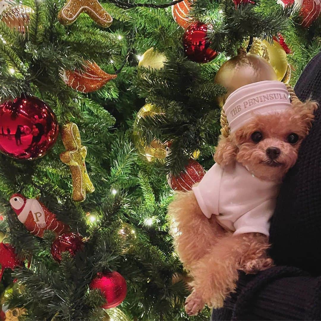 ふわのインスタグラム：「🎄Merry Christmas 🎄   #toypoodle#toypoodlegram#dogsofinstagram#instadog#doglife#doglover#christmas#dog#fuwamama#ふわ#ふわもこのふわ#トイプードル#ふわもこ部#犬バカ部#親バカ部#犬のいる暮らし#いぬすたぐらむ#いつかの写真#メリークリスマス#🎄」
