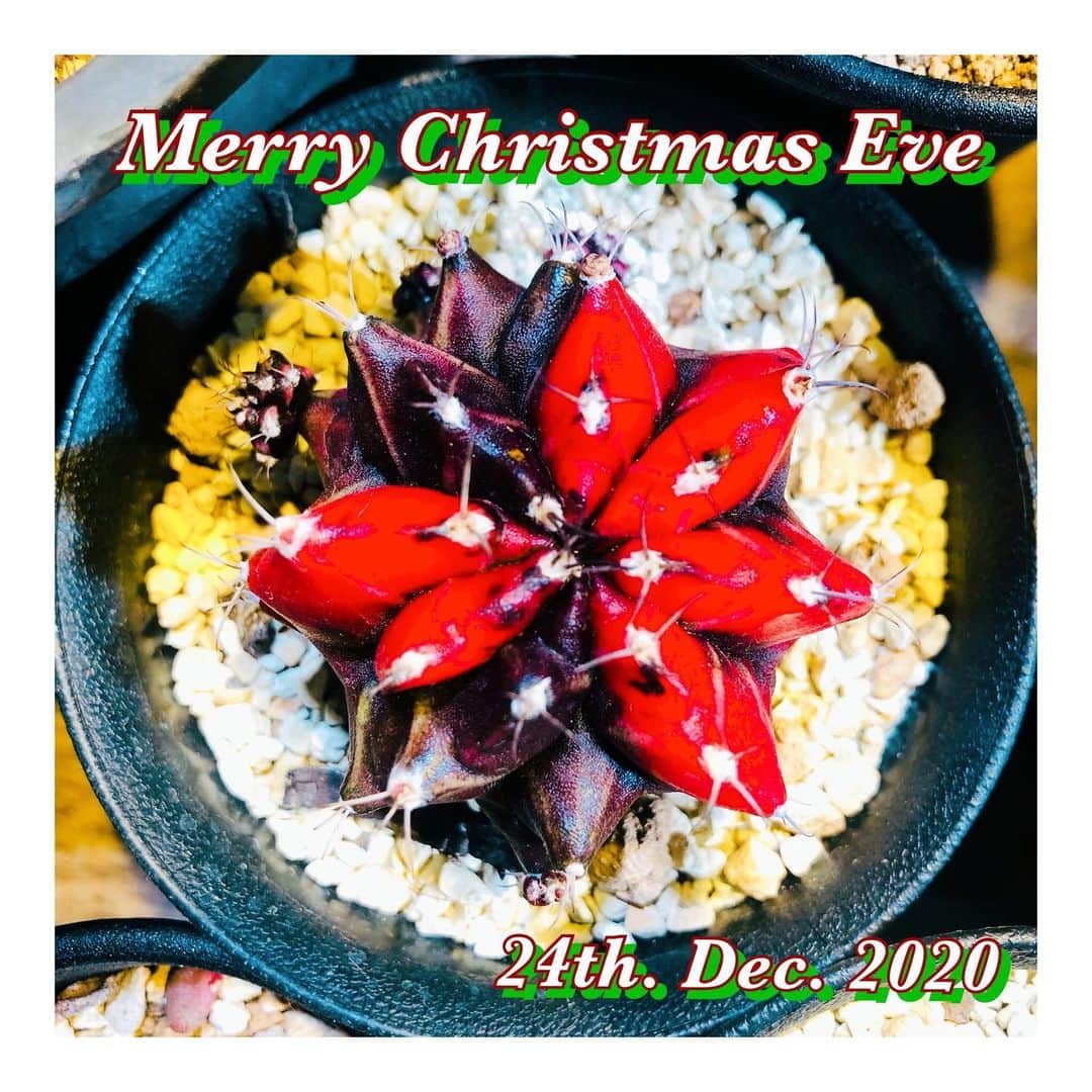 のインスタグラム：「Merry Christmas Eve! #christmastree #christmas2020」