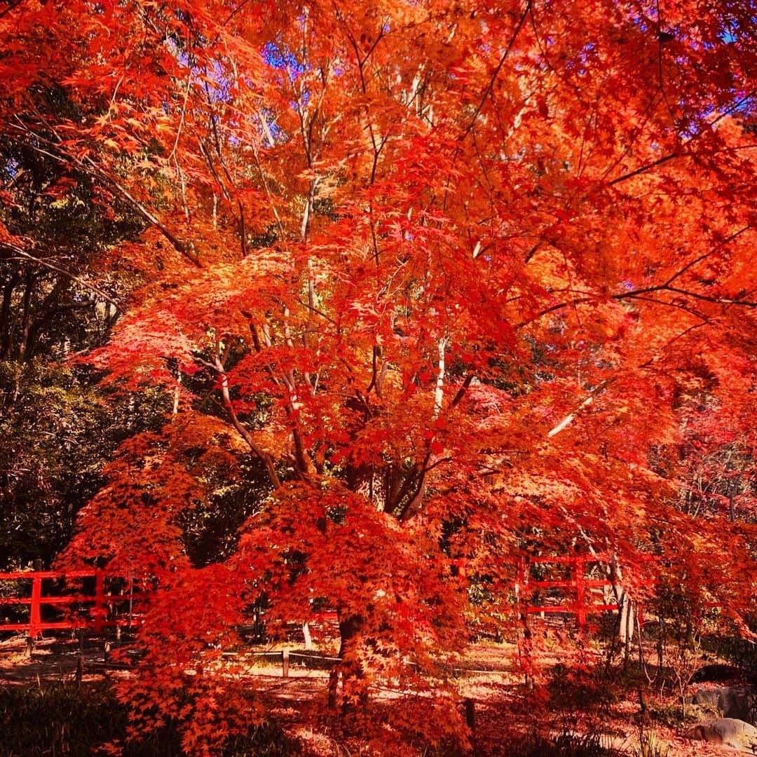 安珠のインスタグラム：「merry Christmas🎄 雅なクリスマスツリー🍁 世界が平和でありますように  #kyoto #anjuphotographer #christmastree」