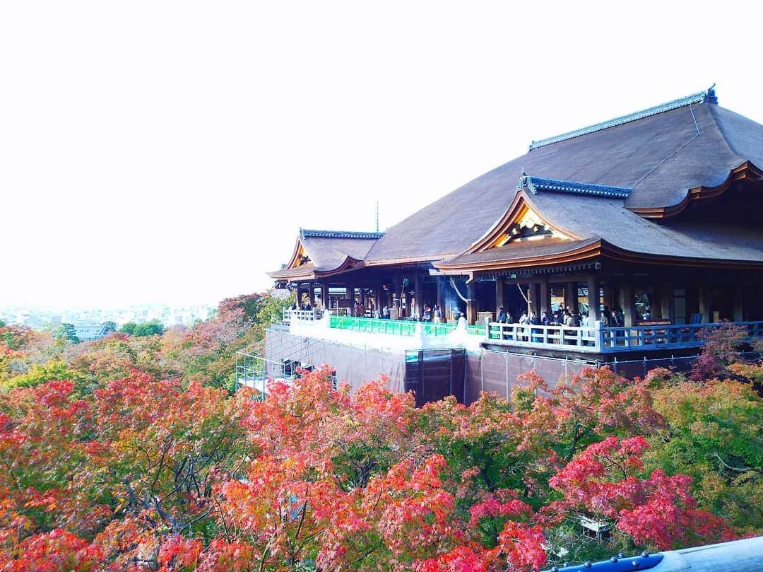 市川みかさんのインスタグラム写真 - (市川みかInstagram)「#京都 #清水寺 #稲荷伏見大社 #二条城 #世界遺産 #重要文化財 #国宝 #古都 #タビジョ #女子旅 #kyoto #trip #travel #japanesegirl #InstagramJapan #lovers_japan #photo_jpn #pics_japan #photos #viewpoint #beautiful_spot #photography #photooftheday #picoftheday #tagsforlikes #tflers #follow #instagood #instadiary #instalike」12月24日 15時39分 - ichikawa_mika
