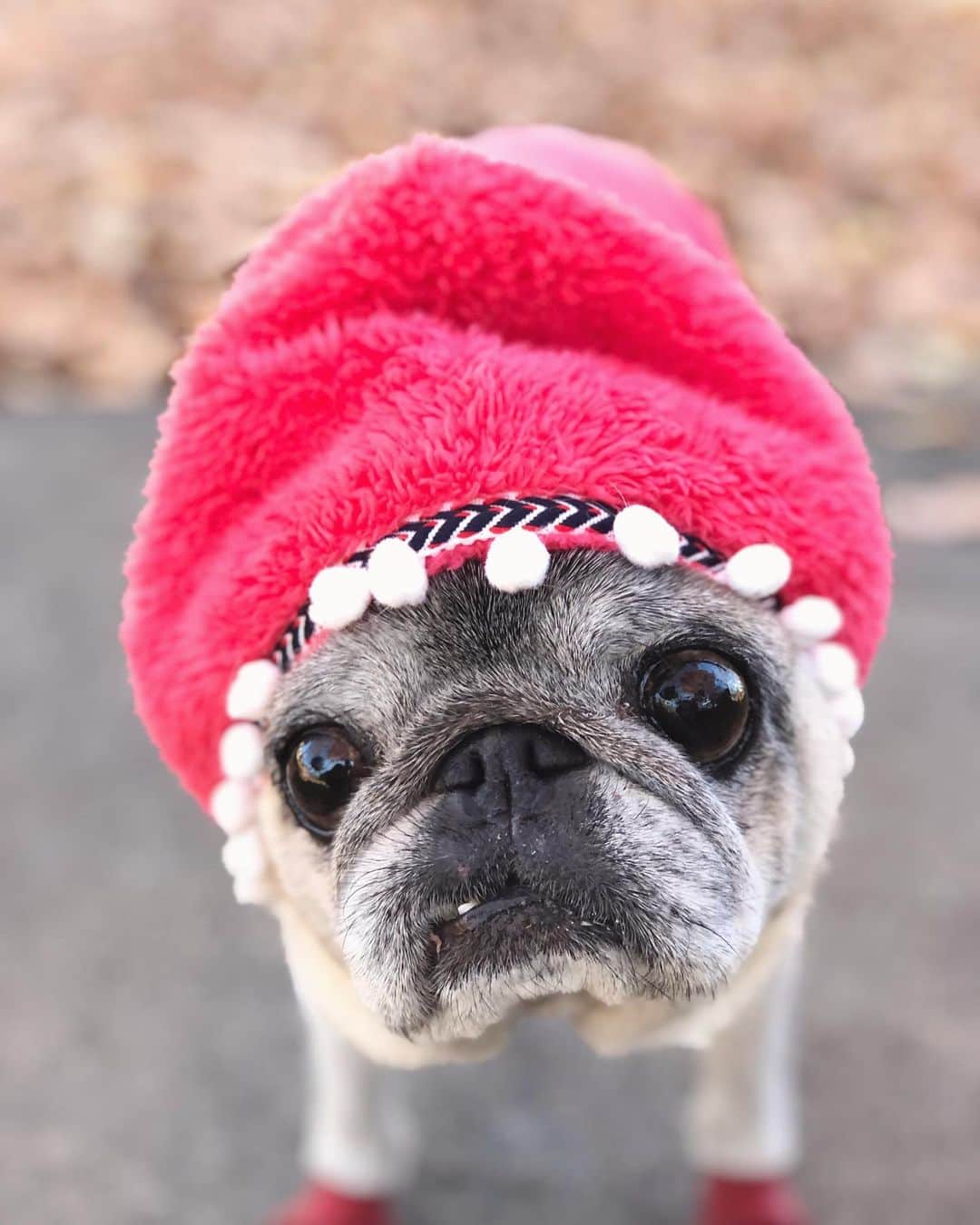 八兵衛のインスタグラム：「Happy holidays ❤️ * *  #ほぼ黒パグ #おじいちゃん犬 #pug #puggy #puglife #puglove #petstagram #pugstagram #pugsofinstagram #pugs #dog #ふわもこ部  @igersjp #IGersJP #east_dog_japan #pecoイヌ部 #八兵衛 #はちべえ #sippoストーリー」