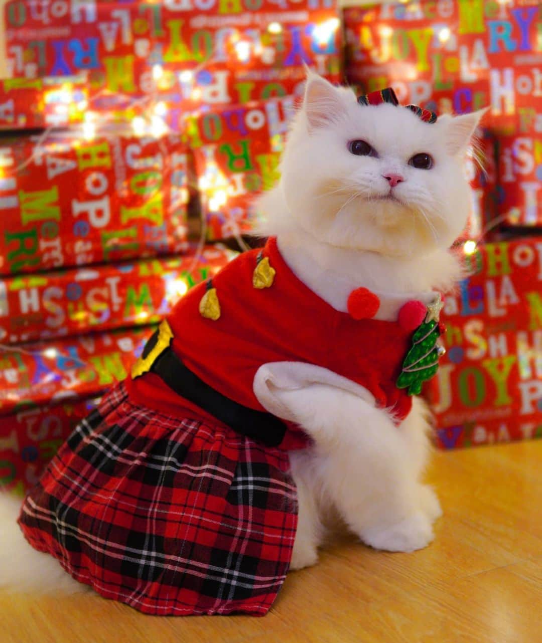Kenshin & Chloeyのインスタグラム：「🎄(swipe)🧑‍🎄 teehee 🤗 Christmas Furlady 😊❤#merrychristmaseveryone」