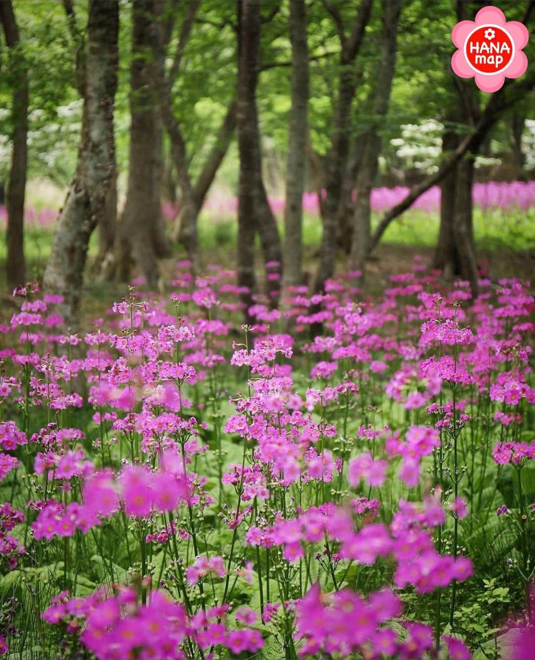 はなまっぷ❁日本の花風景さんのインスタグラム写真 - (はなまっぷ❁日本の花風景Instagram)「🌸🍺はなまっぷの忘年会2020🍺🌸 * @yuki___l4d さんの  2020年のお花に花まるを💮 * 今年一年素敵なお花をたくさん ありがとうございました😊🌸💮 * 兵庫　#ちくさ高原 Shiso ,Hyogo Pref. * 🌼•••🌹•••💠•••🌷•••🌸•••🌺 * 💮みなさんの2020年のお花に花まるを💮 * これまでに撮影された お気に入りの✨「1枚」✨ を、#はなまっぷ忘年会2020 に投稿お願いします😊 * みなさんのご参加お待ちしております🍺 * #はなまっぷ * 🌼•••🌹•••💠•••🌷•••🌸•••🌺 * #日本#花#クリンソウ」12月24日 7時15分 - hanamap