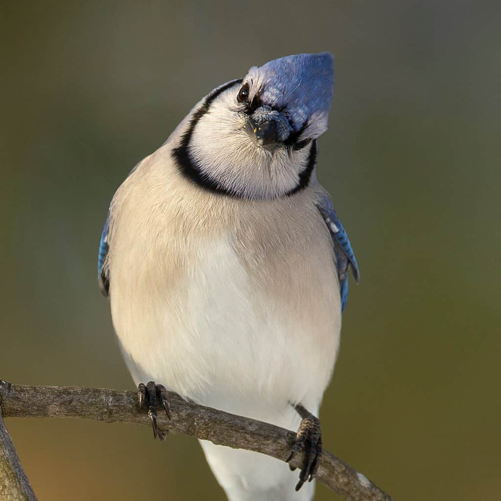 Tim Lamanさんのインスタグラム写真 - (Tim LamanInstagram)「Photos by @TimLaman.  Wishing you all happy holidays with a few new backyard bird images from this week.  1) Black-capped Chickadee backlit;  2) Blue Jay giving me that quizzical look;  3) Northern Cardinal through the trees.  The light reflecting from the snow on the ground creates beautiful fill light on the birds – another reason I love shooting backyard birds in the winter.  - Also, did you know you can now enjoy my art work on you big TV screen instead of just your phone!  If you’d like to give it a try, please check out the new app @Windowsight for a free trial.  It allows you to stream images from your phone to your TV!  Sign up with a big discount using my code “TIMLAMAN” or follow their instructions to be entered for the free Premium Membership they are giving away this week, and enjoy. - #bluejay #chickadee #cardinal #birds #nature #wildlife #wildlifephotography #newengland #windowsight」12月24日 7時30分 - timlaman