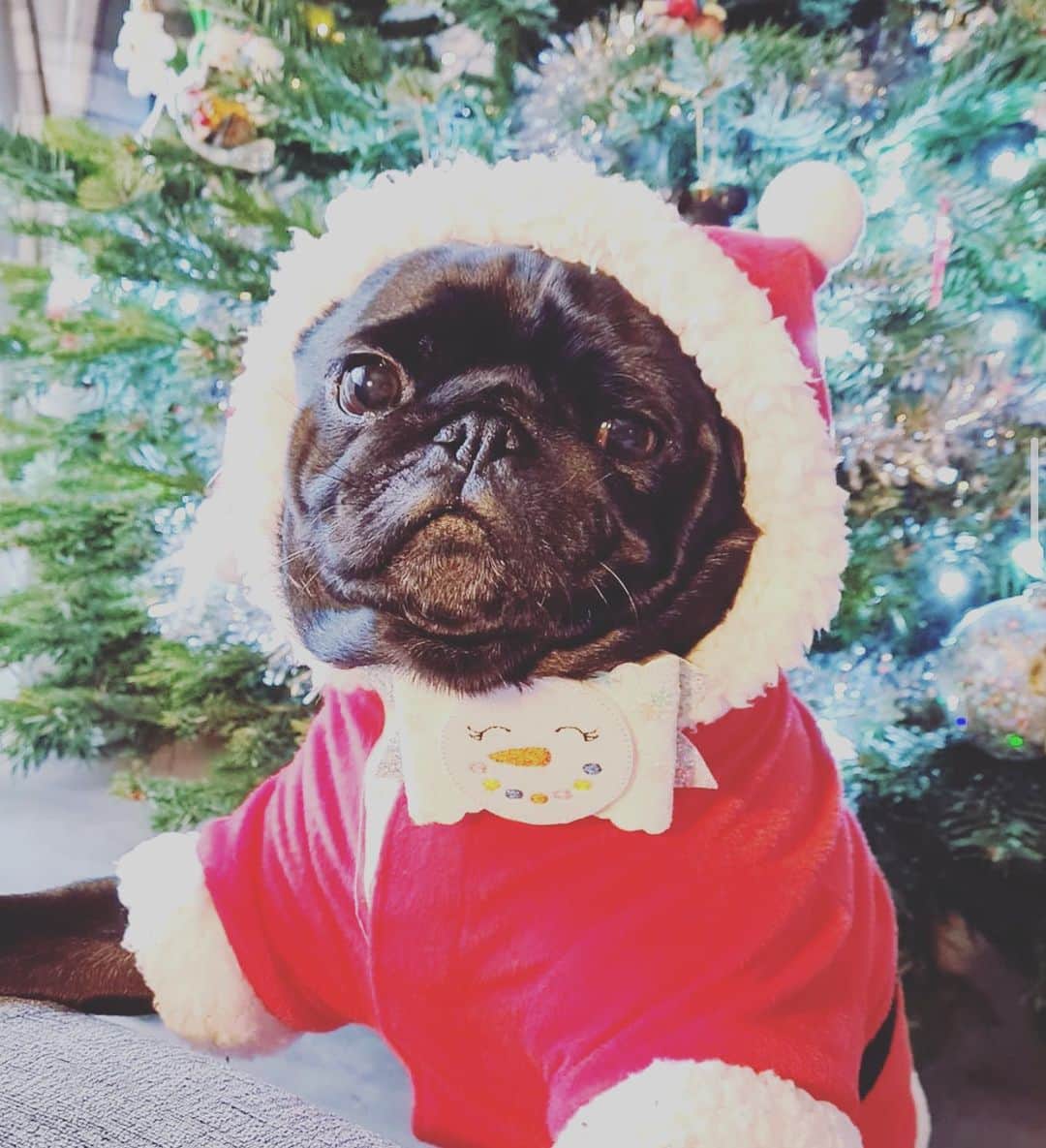 pugsofinstagramさんのインスタグラム写真 - (pugsofinstagramInstagram)「A festive pug to get you in the mood! Please follow @chewiethepug15 ! #pug  #pugmas」12月24日 8時04分 - pugsofinstagram