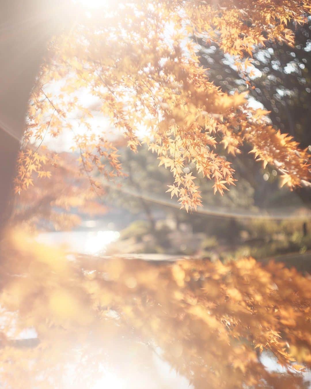 kiccyomuのインスタグラム：「☀️ 2020.12.24 Thu #六義園 もう少し #紅葉 🍁 🎄らしい写真が無かったけど… 光の具合が綺麗でした😊  クリスマス・イブ 🎄🎉🎁 素敵な一日を🤗  location #東京 📷撮影 2020年12月19日  #オールドレンズ 📷」