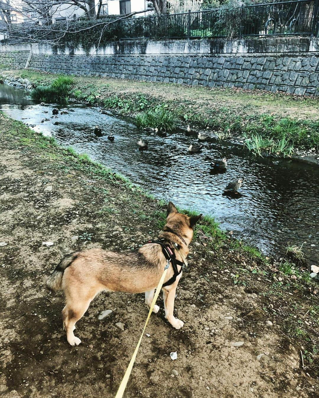 佐々木海のインスタグラム：「カモに吠えなくなった😊 カモがエサ食べてる姿を見ながら「カモかわいいねぇ」って言ってアンバーと一緒に川っぺりに座ってる時間、幸せーって思いながら同時に仕事行きたくねーって思う😅 それにしてもカモもアンバーも保護色すぎる😂 #犬 #イヌ #イヌスタグラム #いぬすたぐらむ #犬バカ部 #いぬばか部 #ふわもこ部 #いぬら部 #犬のいる暮らし #保護犬 #元野犬 #雑種 #雑種犬 #ビビり犬 #里親 #保護犬を家族に #保護犬を飼おう #殺処分ゼロ #dog #dogs #dogstagram #doglove #doglover #doglovers #doglife #dogslife #rescuedog #rescueddog」