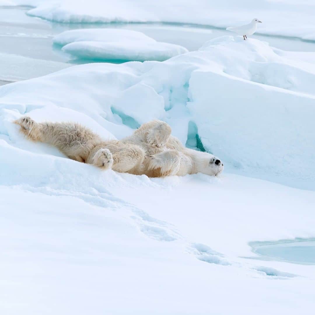 Discoveryさんのインスタグラム写真 - (DiscoveryInstagram)「Look back at it. Swipe to see this polar bear roll.🔄  #polarbear #bearsofinstagram #winterwonderland #snowday #polarexpress」12月24日 8時19分 - discovery