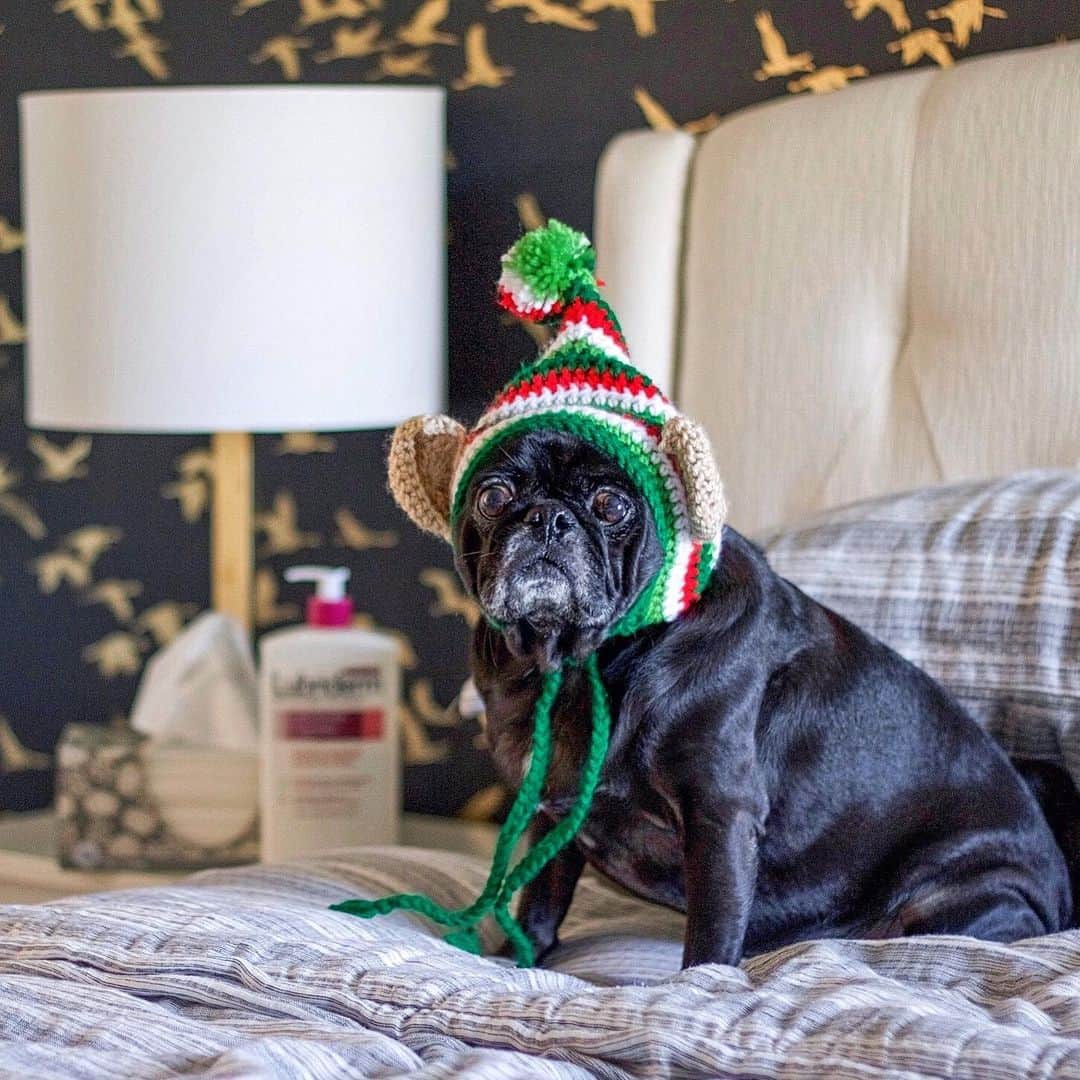 ロッコのインスタグラム：「I know what you’ve been doing with that lotion #PugOnTheShelf . . . #elfontheshelf #Ohmyweldon #pug #puglife #pugstagram #pugsofinstagram #dogsofinstagram #weeklyfluff #theweekoninstagram #austindogs #dogsofbark #teampixel #atx #buzzfeedanimals #speakpug」