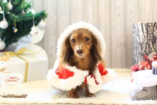 くるみんのインスタグラム：「* 🎄Merry Christmas🎄  素敵なクリスマスをお過ごし下さい  #カニンヘンダックスフント #カニンヘン #カニンヘンダックス #カニンヘンダックスフンド #カニンヘンダックスフンドの日常 #カニンヘンの会 #チョコタンダックスフント #チョコタンダックスフンド #チョコタンダックス #チョコタン #ダックスlove #ダックス多頭飼い #ダックスフント #ダックスフンドカニンヘン #ダックス部 #ダックス大好き #ダックスフンド #ダックス #いぬばか部 #いぬすたぐらむ #短足部 #クリスマス #クリスマスイブ #xmas #merrychristmas #all_dog_japan #east_dog_japan #dachshundgram #dachshund #dogstagram  @doggymark_dachshund  @wanko_love_club」