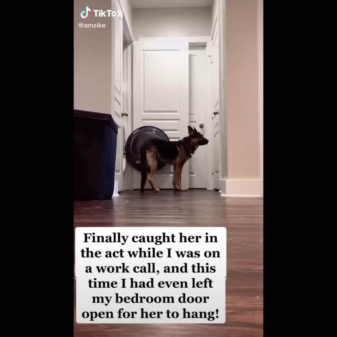 BarkBoxのインスタグラム：「NOT A WASHING MACHINE CLUBHOUSE 🤣⁠ @aaronmz」