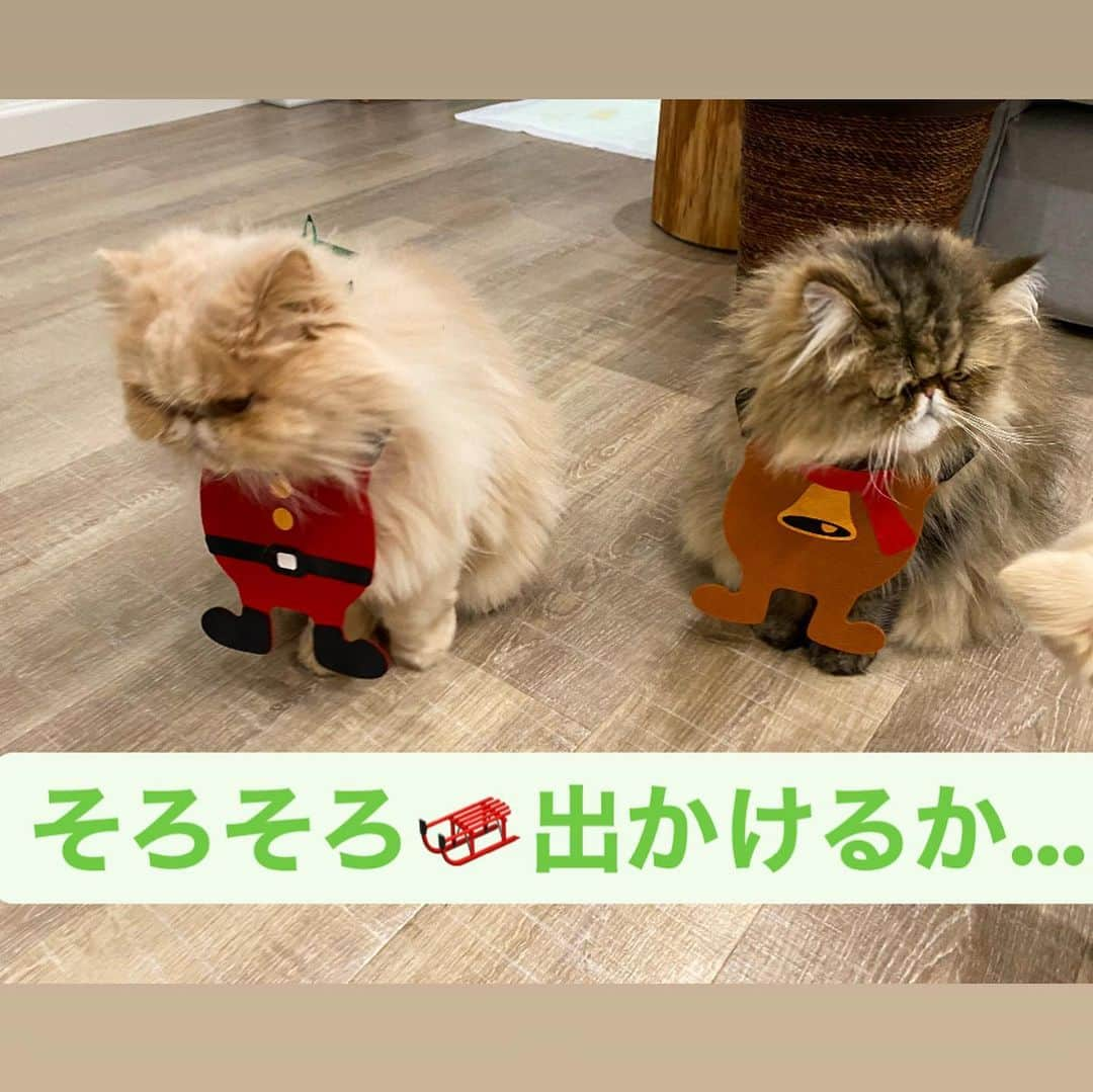 ミッシュさんのインスタグラム写真 - (ミッシュInstagram)「今日は🎄イブです🎁楽しみに待ってます！  #ミッシュ#サンタさん大忙し  #mau#となかいさん🦌  #お手伝いありがとう  #楽しいイブを ✨ #merrychristmas   #misch1207s  #ブサ可愛 #鼻ぺちゃ #ロン毛  #エキゾチックロングヘア  #ペルシャ #ねこ#猫#cat #ねこすたぐらむ #neko #猫部 #ねこ部 #にゃんだふるらいふ #猫莫迦 #catstagram  #Exoticlonghair  #persian #exotic #catsofinstagram」12月24日 8時28分 - misch1207s