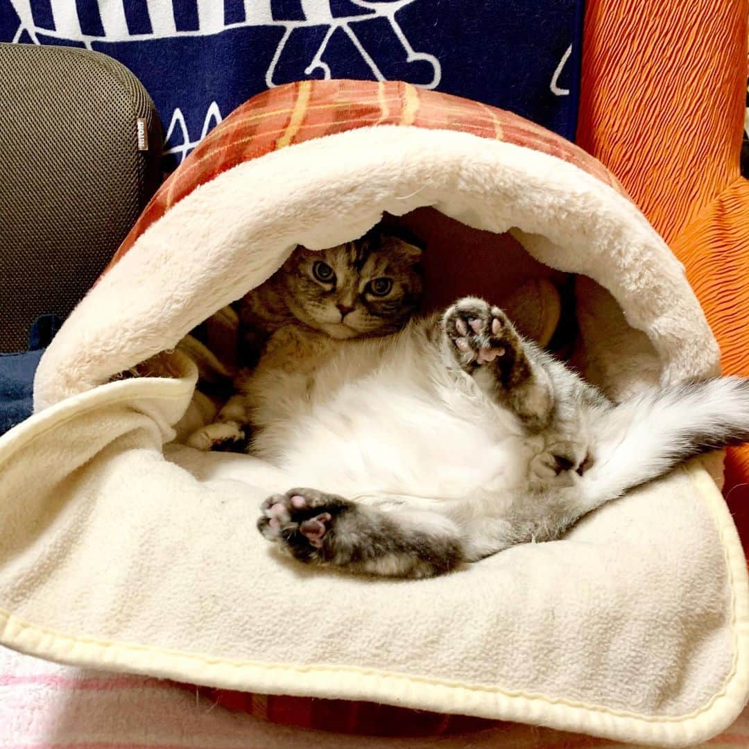 tiaichimaのインスタグラム：「Good morning!! ☁️おはナビー!!  何か言いたげなナビちん💦  #ナビちんcat#neko#ねこ#neko#ネコ#スコティッシュフォールド#致命的な魅力#ScottishFold#まんじゅう部」