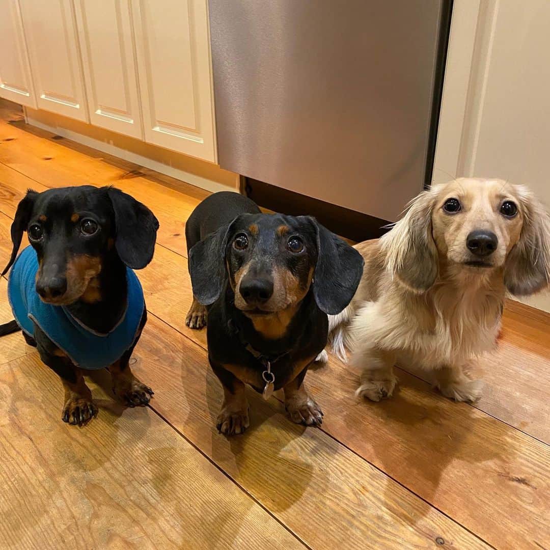 Crusoe the Celebrity Dachshundさんのインスタグラム写真 - (Crusoe the Celebrity DachshundInstagram)「“We been workin’ hard on our Christmas episode Part 2 - it’s coming tomorrow afternoon!” ~ Crusoe」12月24日 8時54分 - crusoe_dachshund
