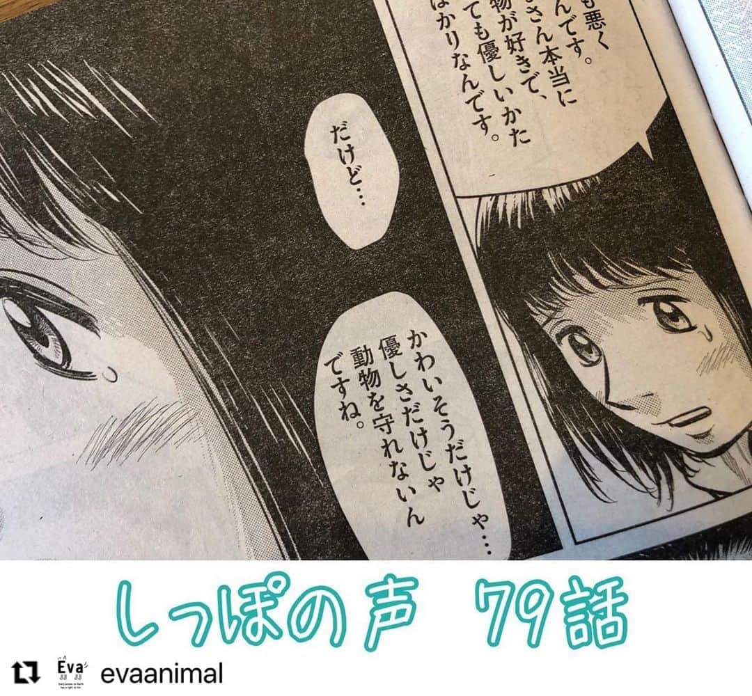 杉本彩のインスタグラム：「#Repost @evaanimal with @make_repost ・・・ ただ今発売中のビッグコミックオリジナル、「しっぽの声」第79話は「優しいペットショップ」です。  「動物に優しい」とか「動物が好き」だけでは、動物を守ることはできません。  その動物の状態はどうなのか？ 基本的なニーズ（5つの自由）は満たされているのか？  多頭飼育に陥る動物好きで優しい人のお話しです。  ぜひお読みください。  ＃しっぽの声 ＃ビッグコミックオリジナル ＃ビッグコミックオリジナルしっぽの声」