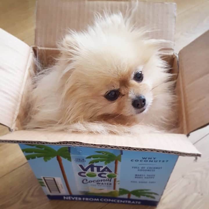 Vita Coco Coconut Waterのインスタグラム：「Dear Santa....」
