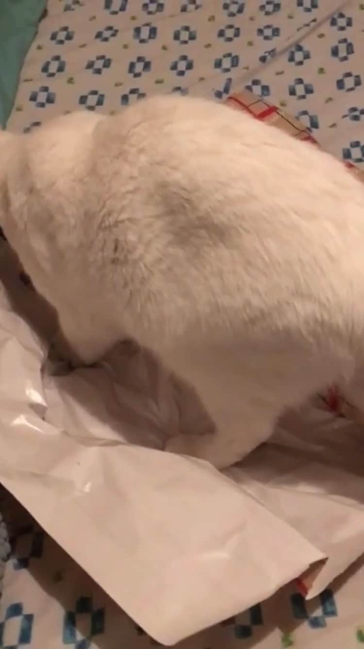 The Cats Of Instagramのインスタグラム：「#Repost • #COIVideoChallenge • @emersonrae_meow I'm just trying to be of help with #giftwrapping 🎁but I get pushed away & humiliated when they try to put a pink bow on top of my head! I'm reporting them to #santaclaws as he needs to update the #naughtylist 📝🎅🏻😼😾」