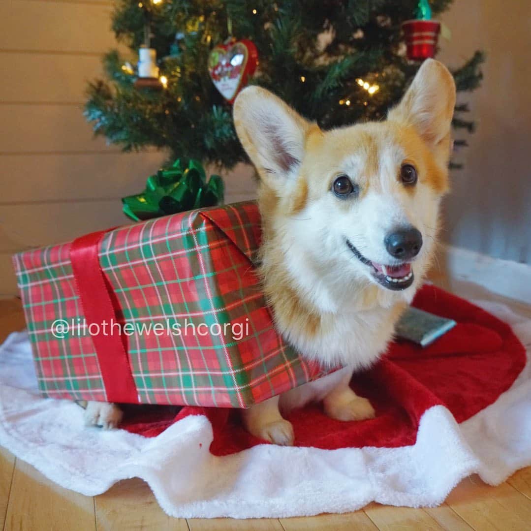 Liloのインスタグラム：「Gonna lay under the Christmas tree to remind my furriends and family that I’m a gift... just like you woof! 🎁」