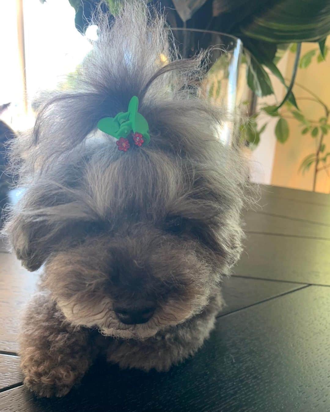 萬田久子さんのインスタグラム写真 - (萬田久子Instagram)「Merry  Xmasだワン🎄﻿ ﻿ #MerryChristmas﻿ #クリスマス﻿ #dog﻿ #プードル﻿ #愛犬﻿ #萬田久子」12月24日 9時36分 - hisako.manda_official