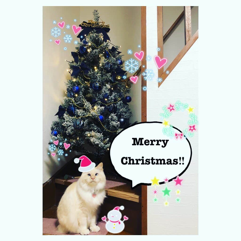 國分優香里のインスタグラム：「✩  メリークリスマス🎅🎄✨  イヴ、クリスマスと素敵な時間をお過ごし下さいませ❄️❤️  アプリ『REALITY』でクリスマス配信します🎙  12/24（木）日本時間　22:00過ぎ〜の予定 12/25（金）日本時間　19:00〜の予定  ※もし変更がありましたらREALITYのプロフィールページでお知らせしますね🙏💦  是非、遊びにいらして下さいませ🙌 沢山お話ししましょう🥳  #クリスマス　#クリスマス配信　#リアリティ　#クリスマスツリー　#階段に置いたら登りにくい🎄　 #猫がいたずらする🐱  #ねこすたぐらむ  #いつもありがとうございます❤️ #皆と過ごすクリスマス　#クリぼっちとか言わせない」