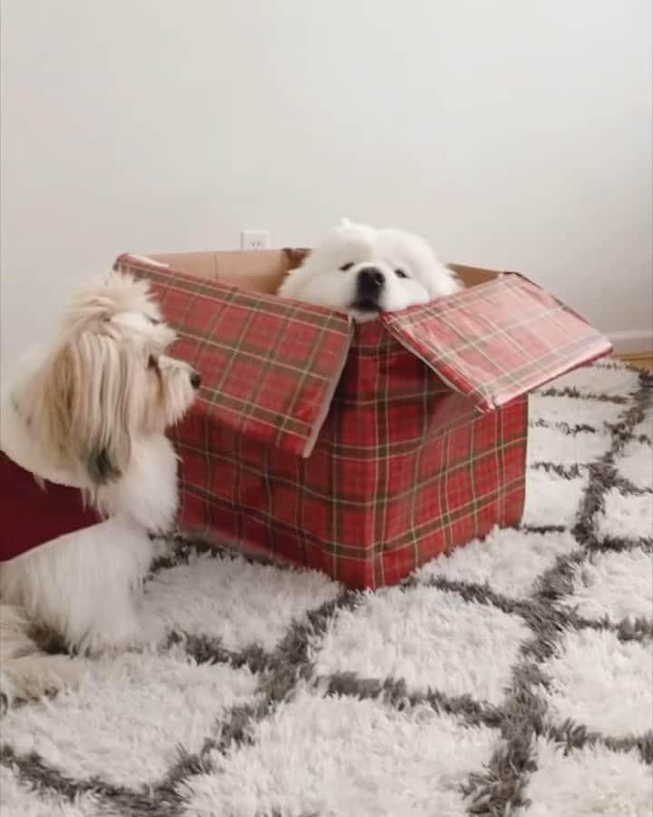Loki the Corgiのインスタグラム：「Momo isn’t a big fan of his present 😂 What would you trade for Momo’s present? 🎁」