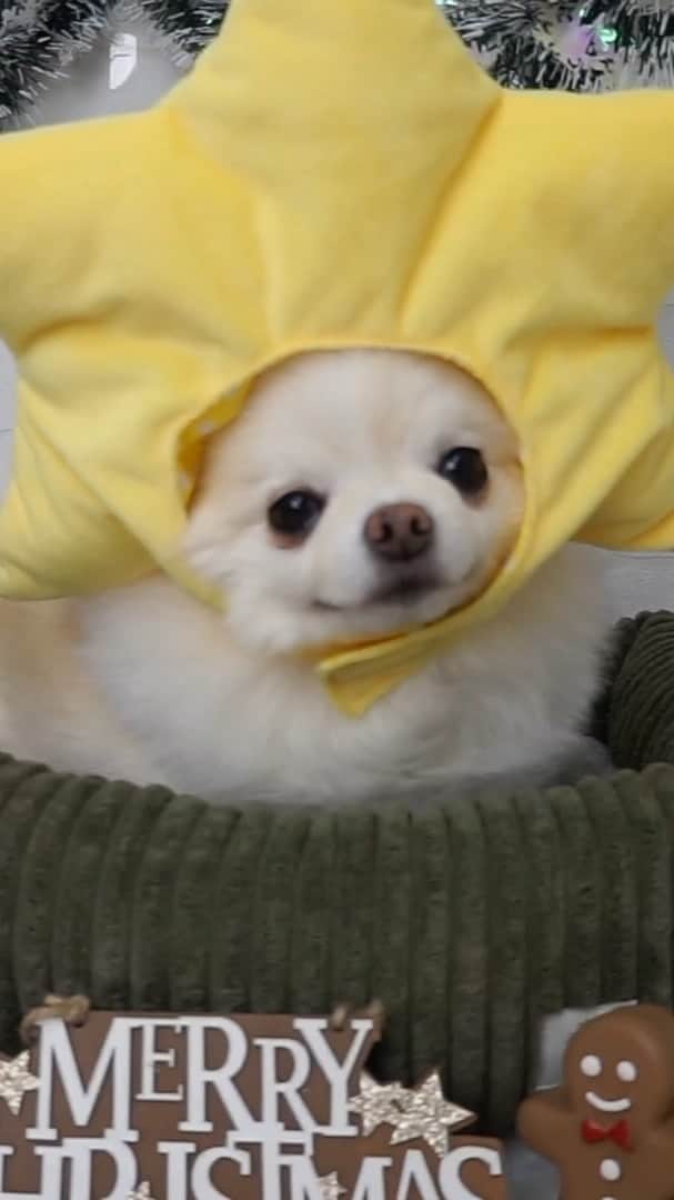 iDog&iCatのインスタグラム