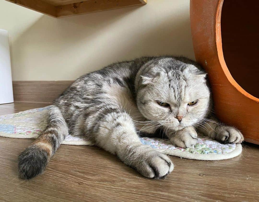 Mammoth and Grizzlyのインスタグラム：「นาล่าจัง ถังน้อย #nala #themostchubbyinthehouse」