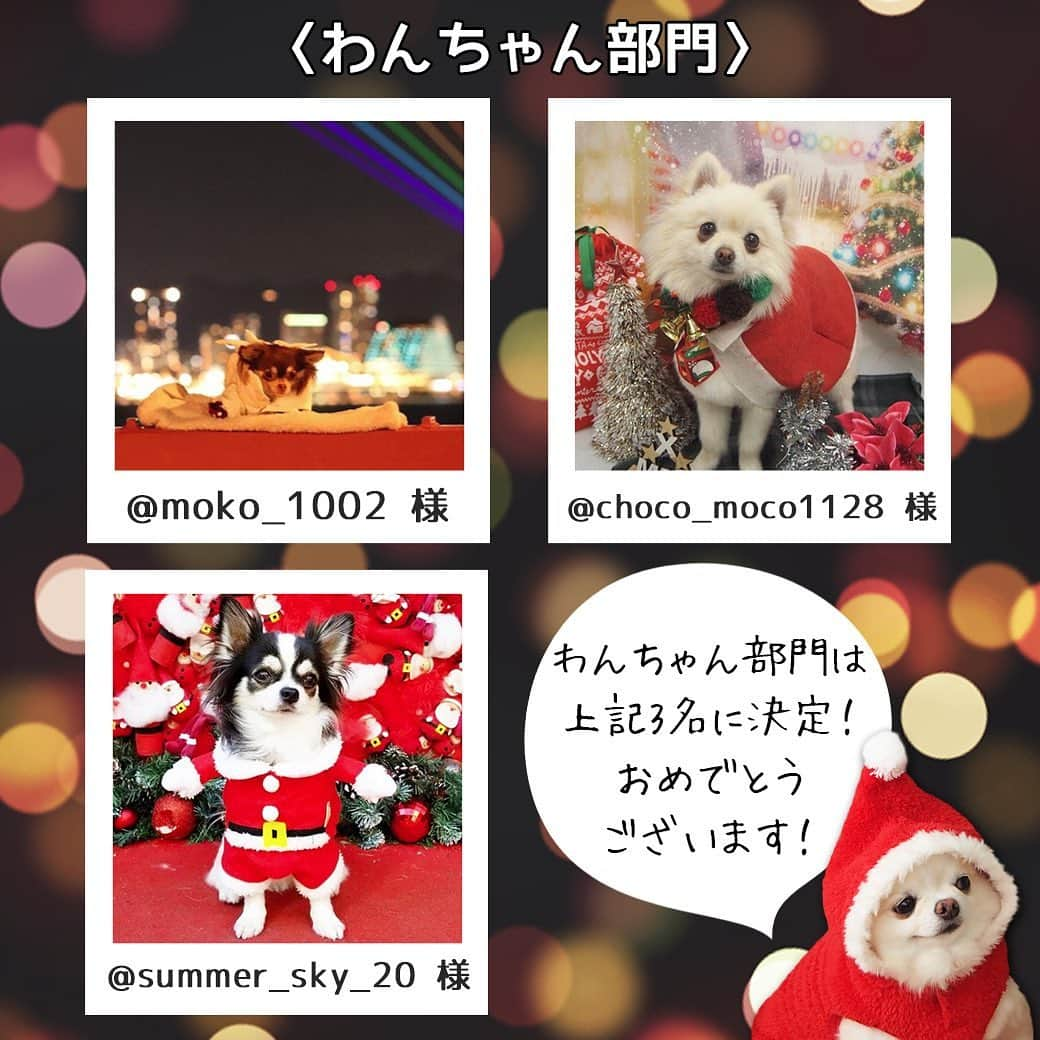 iDog&iCatさんのインスタグラム写真 - (iDog&iCatInstagram)「おまたせいたしました！ #コマメのサンタ大作戦　のプレゼント当選者が決定いたしました！ たくさんの投稿ありがとうございました💗  たくさんのご応募の中から、もなかくん＆こはくくんが当選者6名を選考いたしました👏  IGTVの方で抽選様子を動画にしましたのでぜひこちらもご覧くださいませ🙇‍♀️♪  🐶ワンちゃん部門ご当選者様🐶 @moko_1002 様 @choco_moco1128 様 @summer_sky_20 様  🐱にゃんこ部門ご当選者様🐱 @apollocatstagram 様 @taichan.family 様 @nyaomi3904 様  以上の6名に決定しました！おめでとうございます♪ ご当選者様にはワンちゃんorネコちゃんのクリスマスプレゼントをお送りいたします🎁  ※プレゼント当選者には個別にダイレクトメッセージにてご連絡いたします。 その際、オーナー様の氏名・ご住所をご連絡ください。プレゼントの発送に必要な事項となります。  今回残念ながら今回当選できなかった皆さまも、キュートなお写真をありがとうございました★  #IDOGICAT #iDog #iCat #犬 #いぬ #猫 #ねこ #写真コンテスト #コマメのサンタ大作戦 #犬の服iDog #ペット自慢 #フォトコンテスト #クリスマス #サンタ #うちの子」12月24日 10時08分 - idogicat