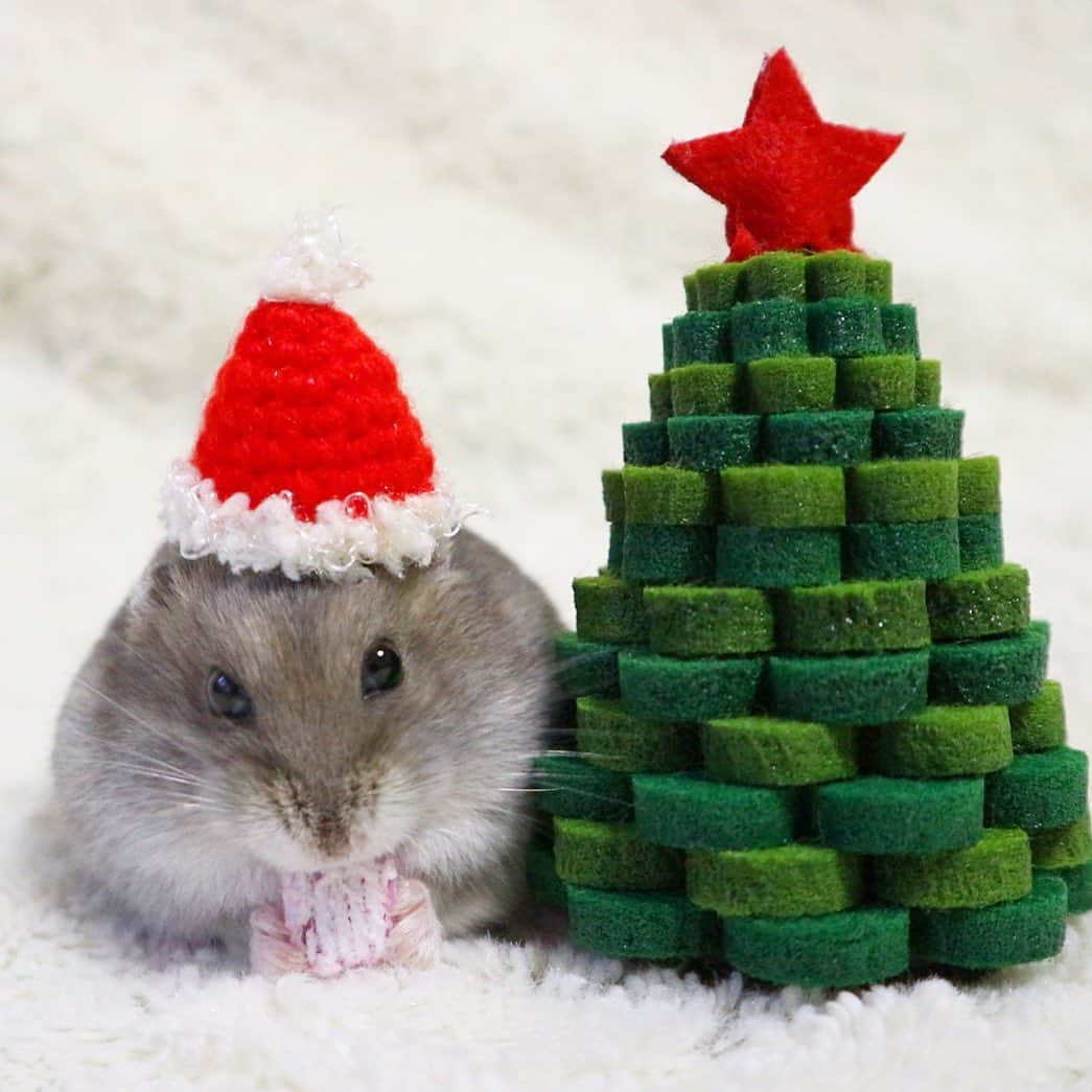 hamster_mocoのインスタグラム