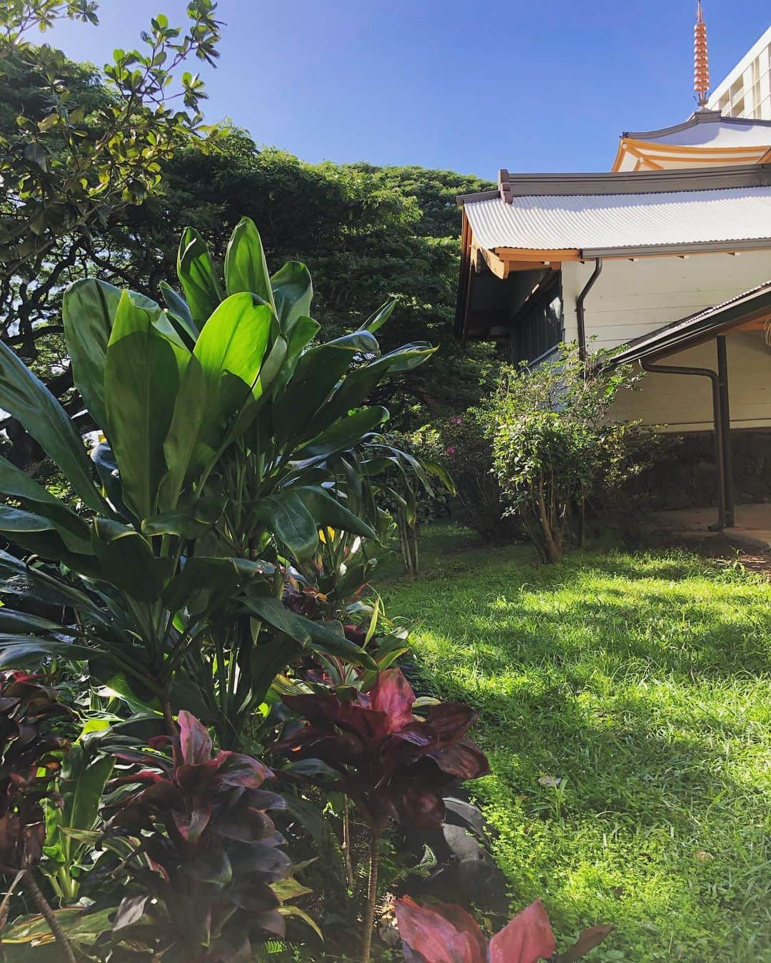 Honolulu Myohoji Missionさんのインスタグラム写真 - (Honolulu Myohoji MissionInstagram)「🍃  Are you aware of animism? Animism is the concept that life or spirits exists in all things. Spirits exist, even in a rock on the ground.  Nichiren shonin says that the entire universe is the shakyamuni buddha, and we are also a part of the universe. All things of the universe is the appearance of truth.  ————————- Honolulu Myohoji YouTube channel is available now!  On our YouTube channel, you can see - Rev. Yamamura’s talk, - Past events of Honolulu Myohoji, and - Some nice Hawaii weather from Honolulu Myohoji. ————————- * * * * #ハワイ #ハワイ好きな人と繋がりたい  #ハワイだいすき #ハワイ好き #ハワイに恋して #ハワイ大好き #ハワイ生活 #ハワイ行きたい #ハワイ暮らし #オアフ島 #ホノルル妙法寺 #思い出　#honolulumyohoji #honolulumyohojimission #御朱印女子 #開運 #穴場 #パワースポット #hawaii #hawaiilife #hawaiian #luckywelivehawaii #hawaiiliving #hawaiistyle #hawaiivacation」12月24日 10時22分 - honolulumyohoji