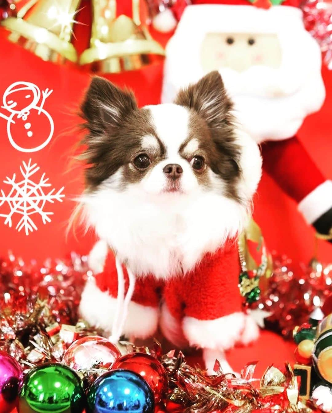 犬小屋??さんのインスタグラム写真 - (犬小屋??Instagram)「2020クリスマス🎄EVE こびんサンタ🧑‍🎄 ないしょサンタ🎅 ふしぎサンタ🎅  #犬小屋  #my_eos_photo  #chihuahua  #チワワ #canon  #チワワ大好き  #canon_photos  #クリスマス #chihuahuastagram  #cutydog  #ちわわ  #ちわすたぐらむ  #こびすたぐらむ  #ないしょすたぐらむ  #ふしぎすたぐらむ  #ファインダー越しの私の世界  #スタペグラム」12月24日 10時33分 - tiwa1109