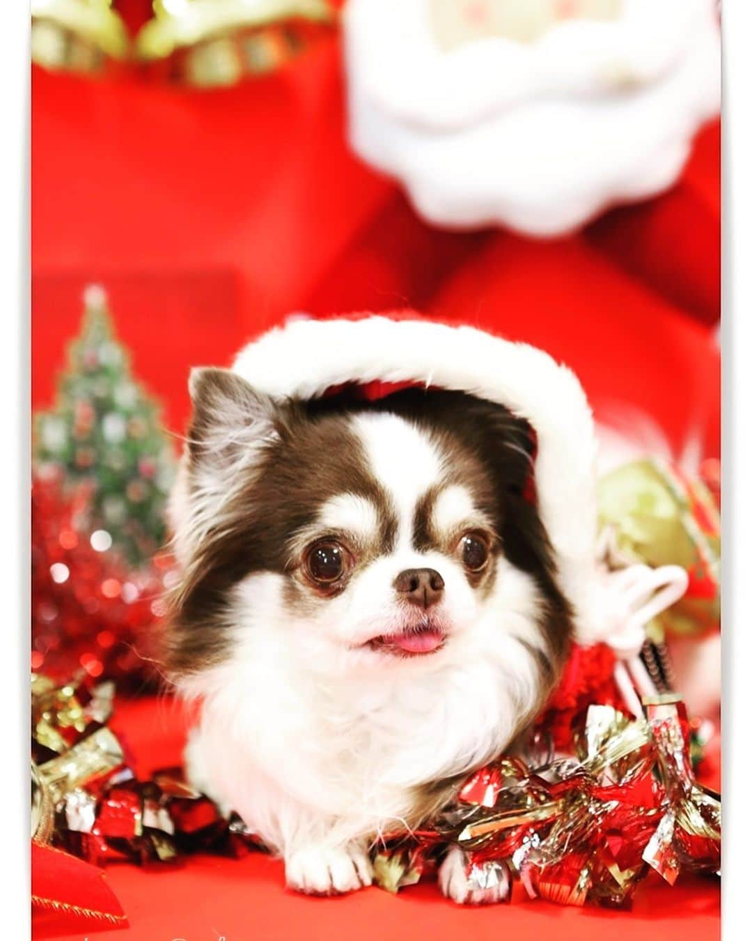 犬小屋??のインスタグラム：「2020クリスマス🎄EVE こびんサンタ🧑‍🎄 ないしょサンタ🎅 ふしぎサンタ🎅  #犬小屋  #my_eos_photo  #chihuahua  #チワワ #canon  #チワワ大好き  #canon_photos  #クリスマス #chihuahuastagram  #cutydog  #ちわわ  #ちわすたぐらむ  #こびすたぐらむ  #ないしょすたぐらむ  #ふしぎすたぐらむ  #ファインダー越しの私の世界  #スタペグラム」