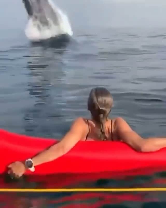 WildLifeのインスタグラム：「Whale breaches right in front of these people! They’ll never forget that 🐋 Video by @marcela_carrocino」