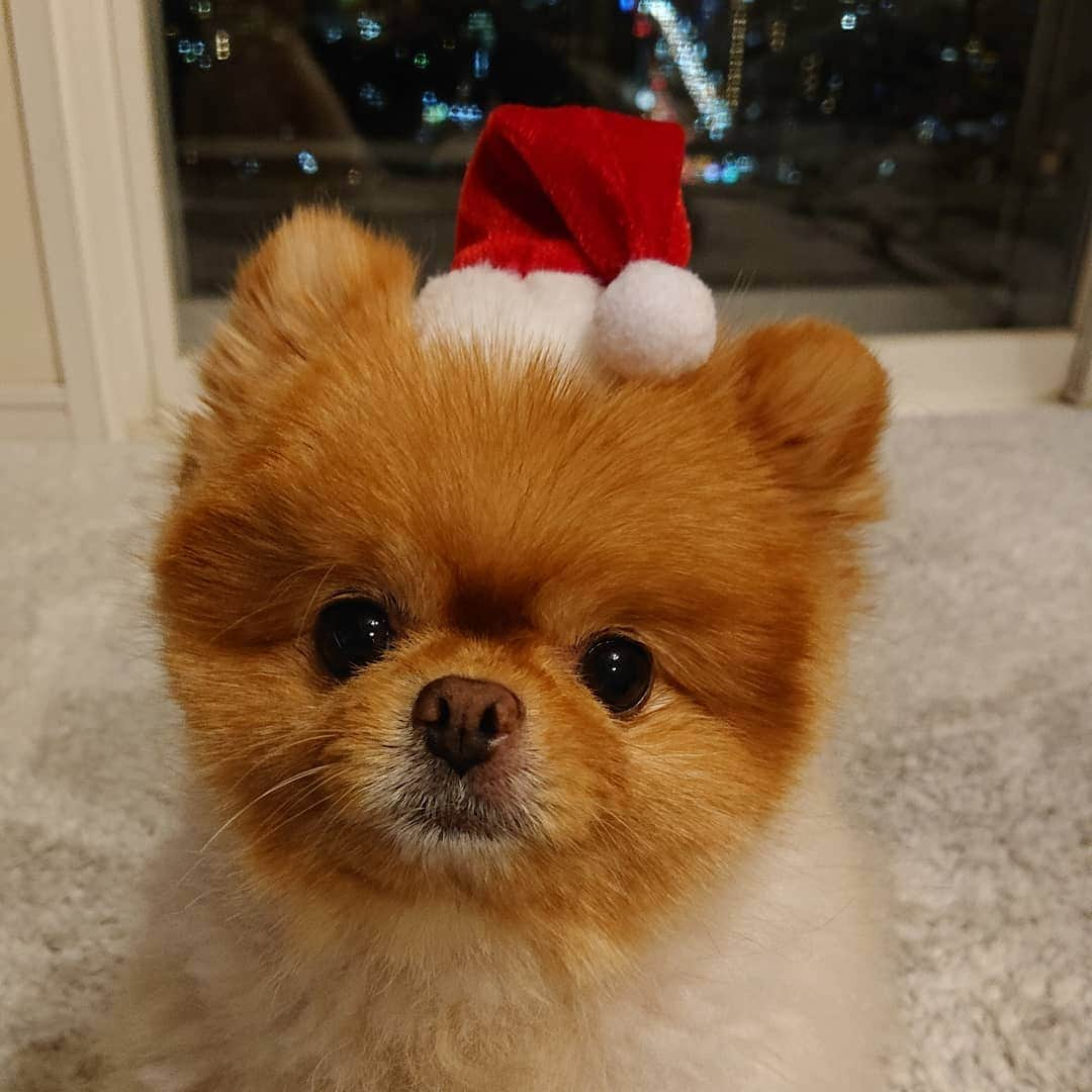 渡辺めぐみさんのインスタグラム写真 - (渡辺めぐみInstagram)「メリークリスマス⛄🎄✨  我が家の、サンタさんは仲良しです😃❤️👍  ⛄🎄✨パンダとハニー⛄🎄✨  今年は、いつもと違うクリスマスですが、コロナに負けず、免疫力アップで頑張りましょうね😃❤️👍  皆様に、沢山の幸せがありますように😊👍👍👍  #クリスマス  #メリークリスマス🎄  #ハッピー  #サンタさん #ポメラニアン #ミックス犬 #チワワ #シーズー #instagrammer #instagramjapan  #instagramgood #instagramdog  #instagramlike  @annaumemiya」12月24日 10時48分 - meguheart