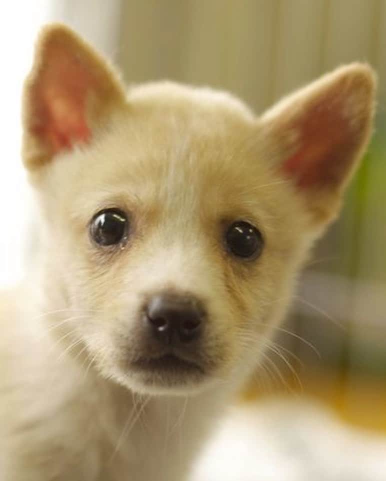 喜国雅彦＆国樹由香さんのインスタグラム写真 - (喜国雅彦＆国樹由香Instagram)「柑奈ちゃん、お誕生日おめでとう！　我が家の子になってくれてありがとう（由）  #dogstagram #dog #mydog #mygirl #happybirthday #love #cute #tokyo #japan #柑奈ちゃん #シェルターで会ったとき #泣き顔だった #どうやら地顔らしいと #のちに気付く #可愛い破壊姫 #雑種犬 #保護犬 #犬 #だいすき」12月24日 10時52分 - kunikikuni