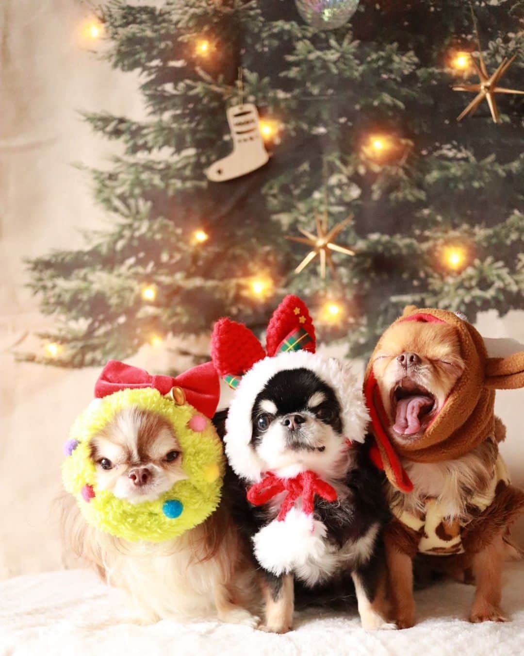 kayoのインスタグラム：「* * * メリークリスマスイブ🎄🎅🏻 * * くりおトナカイさん あくびしてる場合じゃないよー😂 * * みんなにプレゼント配らないとっ☃️🎁✨✨ * * Lychee🎄Melon🎅🏻kulio🦌 * * * #christmaseve #クリスマスイブ * #chihuahua#chihuahualove#dogstgram#dog#instadog#チワワ#チワワ大好き#チワワのいる暮らし * * *」