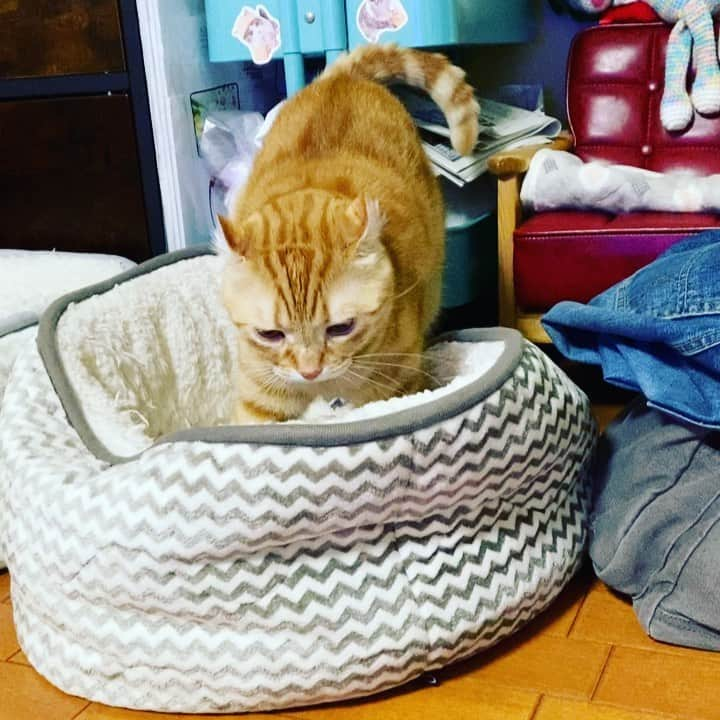 shigureのインスタグラム：「. しぐれのフミフミは、四輪駆動 廻ります😂 #四輪駆動 #フミフミ #catmovie#猫動画#しぐれ動画  #みんなに届け元気玉 #ねこは人を笑顔にする #無敵の親バカ同盟 #instagramjapanJapan #IGersjp #IGers #ふわもこ部 #rakutenpet #ペトラフ #petio #peppyフォト部 #サンデイ #sippo #sippoストーリー  #nyancon01 #シマホネコダスケ #今日のうちの子 #冬の大好きフォトコンテスト」