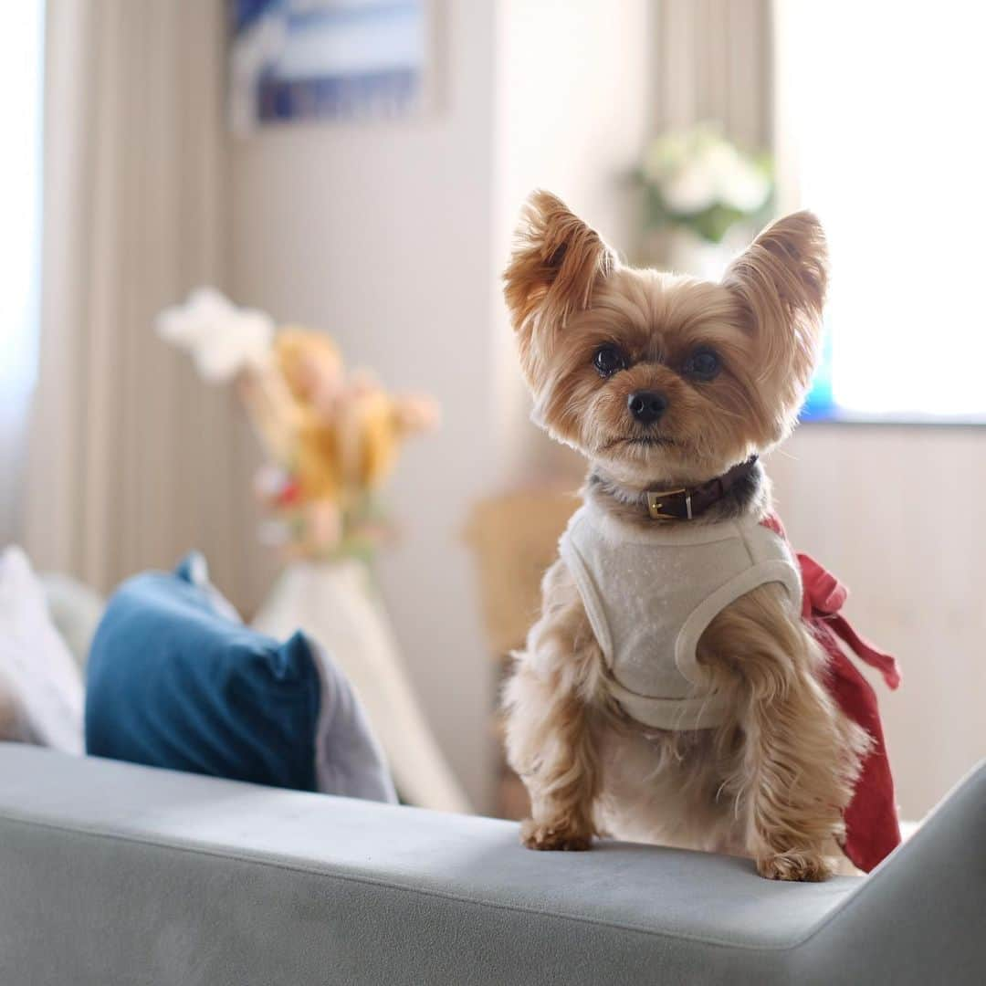 Rubyさんのインスタグラム写真 - (RubyInstagram)「😊hi  #yorkshireterrier #yorkie #ヨーキー #ヨークシャテリア #fujifilm_xseries  #fujifeed  #今日もX日和  #fujixt2 #xt2 #fujixseries  #xf35mmf14」12月24日 11時12分 - ruby_the_yorkie