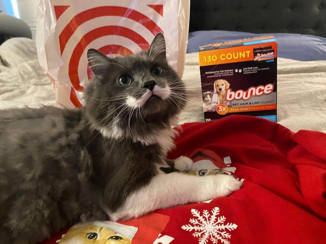 ハミルトンザ・ヒップスターキャットのインスタグラム：「It’s (Zoom) Ugly Sweater Party season! Thanks to @bouncesheets Bounce Pet Hair & Lint Guard Dryer Sheets, I don’t have to worry about lint rolling my sweater, even when Hammy decides it’s his makeshift bed. Pick up yours today at @target to save yourself lots of time and hair embarrassment. #mustachecat #ad」