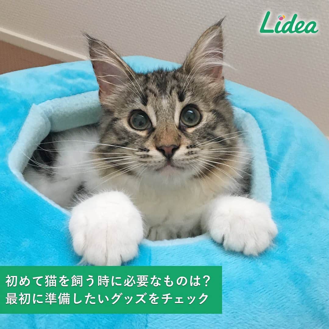 irodori - くらしを彩るウェブマガジン -さんのインスタグラム写真 - (irodori - くらしを彩るウェブマガジン -Instagram)「. もし、かわいい猫ちゃんをお迎えすることになったら…😹💓 ・ 猫を初めて飼う時に、 必ずそろえておきたい猫グッズはどんなものでしょうか☝️ ・ 初日から必要なグッズ６選🐾 ☑️キャットフード ☑️食器と水飲み容器 ☑️ベッド ☑️爪とぎ器 ☑️キャリーバッグ ☑️トイレ容器と猫砂 ・ 特にキレイ好きな猫のためには、トイレ環境を整えることが大切✨ 「トイレ容器」を選ぶ時は、３つのポイントに気をつけて💁‍♀️ ・ 🐱猫のトイレ選びのポイント 1 サイズは猫の体長の1.5倍以上 2 砂かきができる深さのあるものを 3 屋根なしのトイレが猫好み ・ 「猫砂」は様々な種類がありますが、一般的に猫が好むのは 粒が細かく、感触が自然の砂に近い「鉱物系」と言われています☝️ ・ 猫ちゃんにぴったりなトイレ容器と猫砂を 用意してあげられると安心ですね☺️ ・ 生活情報メディア「Lidea」では、 「初めて猫を飼う時に必要なものは？最初に準備したいグッズをチェック」という記事を紹介しています。 プロフィールのリンクからどうぞ☘ @lidea_lion ・ #Lidea #LION #ライオン #ライオン株式会社 #豊かな生活 #猫 #猫ちゃん #ネコ #ペット #子猫 #ねこ #暮らしを整える #猫のいる生活 #猫のいる暮らし #猫グッズ #猫トイレ #猫砂 #キャットフード #ペットベッド#爪研ぎ #猫好き#猫好きさんと繋がりたい #ねこすたぐらむ #にゃんすたぐらむ #にゃんだふるらいふ #ネコスタグラム #ライオンペット #lionpet @lion_pet_cat」12月24日 12時05分 - lidea_lion