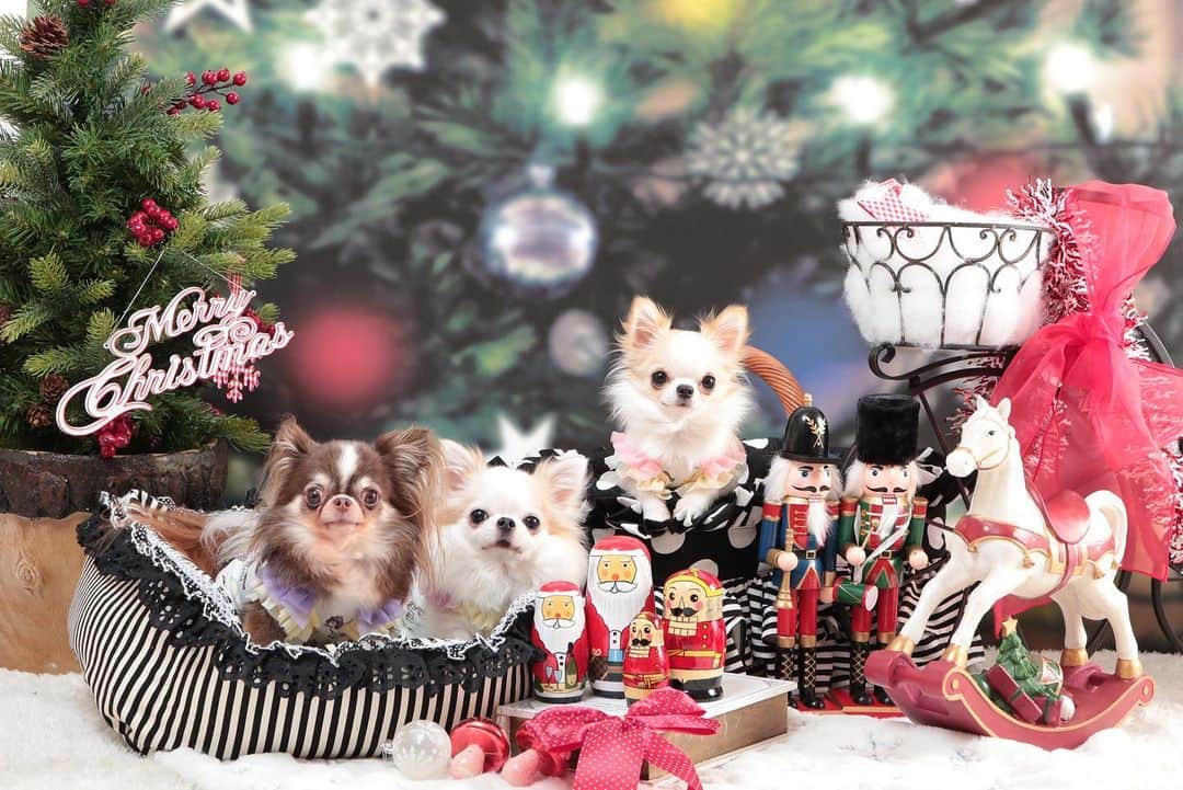 tetoyanyanのインスタグラム：「Wishing You A Very Merry Christmas From Our Family To Yours.🎄﻿ ﻿ ﻿  #dogs#instdog#dog#dogstagram#instapet#petstagram#petoftheday#mydog#instachihuahua#chihuahuaofinstagram#chihuahualove#chihuahualover#chihuahua#chihuahuas#チワワ#多頭飼い#ロングコートチワワ#チワワ部#ig_dogphoto#petoftoday﻿ #todayswanko#west_dog_japan#Todaysteto#dogstagram_japan」