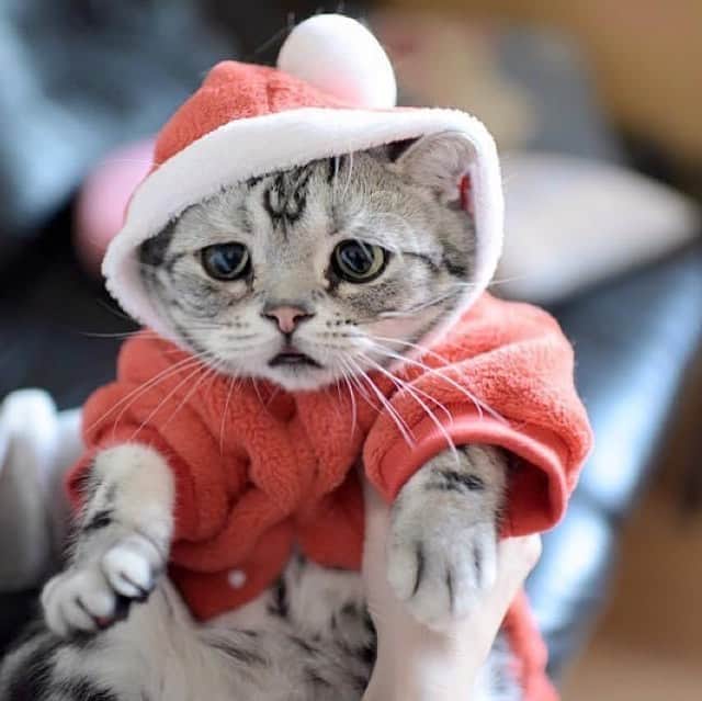 ルフのインスタグラム：「#luhu:”merry christmas eve tonight 🤶” - - #sadcat #cat #merrychristmas #angel #adorable #lovely」