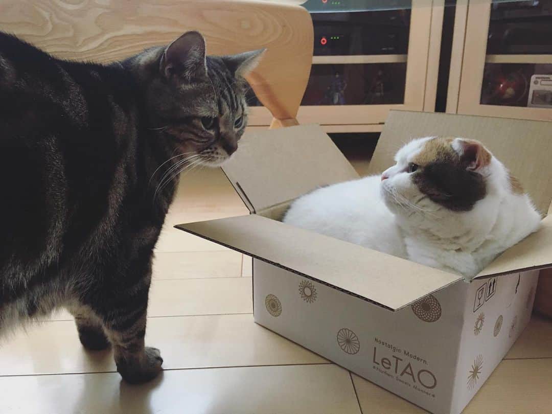 ありす & まりあのインスタグラム：「Merry Xmas 🎄 おいしそうなケーキにゃ。」