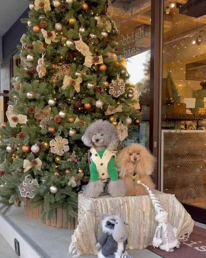 Toypoodle Mikuru?Asakusa Tokyoのインスタグラム：「20201224 Thursday. Merry Christmas 🎄   今日はイブなんですね。 忙しすぎて、昨日言われるまで気がつきませんでした😅  そして、みきゅるんへのケーキもプレゼントも準備できておらずデス😣  罪滅ぼしのために、今夜はお高いオニクを買ってきて焼いてあげよう🍖  予定していたクリスマス会も忘年会も、コロナで全て中止しました。 みきゅるん。ごめんね🥲  動画は @snobbishbabies_komazawa にて 代官山アンバサダーのラフくん @laugh0903 と💓  2枚目の動画はオフショットということで😅  #asknowasdewan  #asknowasdewan公式アンバサダー  @asknowas_dewan_official  みくるは #asknowasdewanマロニエゲート」