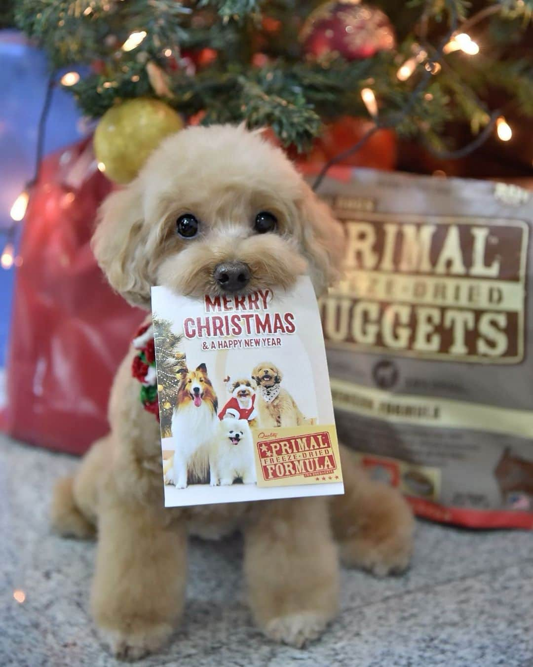 Truffle??松露?トリュフのインスタグラム：「📆(24/12/20) 🎄happy #christmaseve how many truffles are there in this picture?😝🧑‍🎄 So glad to receive this awesome card from @b2kpet 😍 I am grateful to be part of the #primalpetfoods pawmily as I enjoy pawdeling . Thank you for this delicious and nutritious food and for keeping me healthy and happy always. ❤️😘」