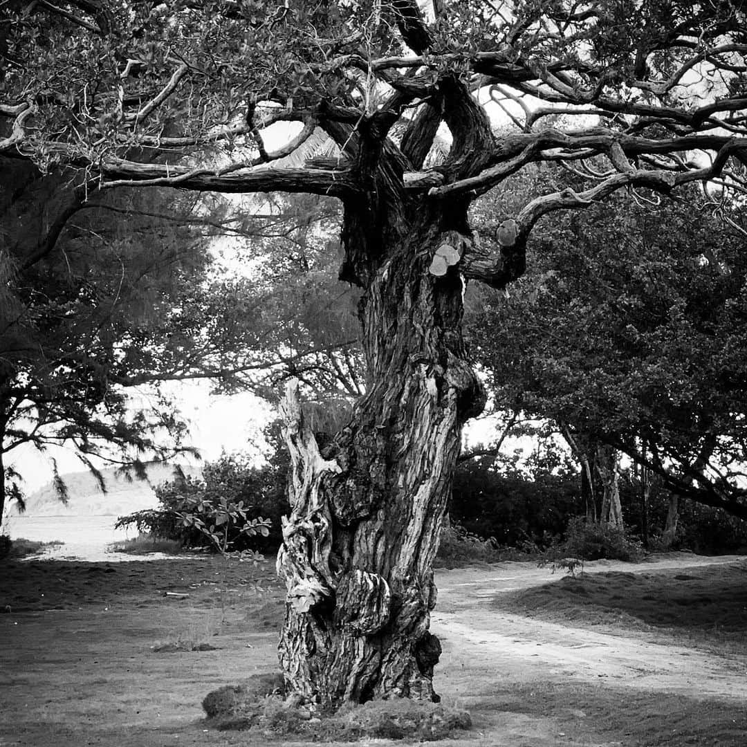 ブライアン・アダムスのインスタグラム：「I love this tree #treesplease」