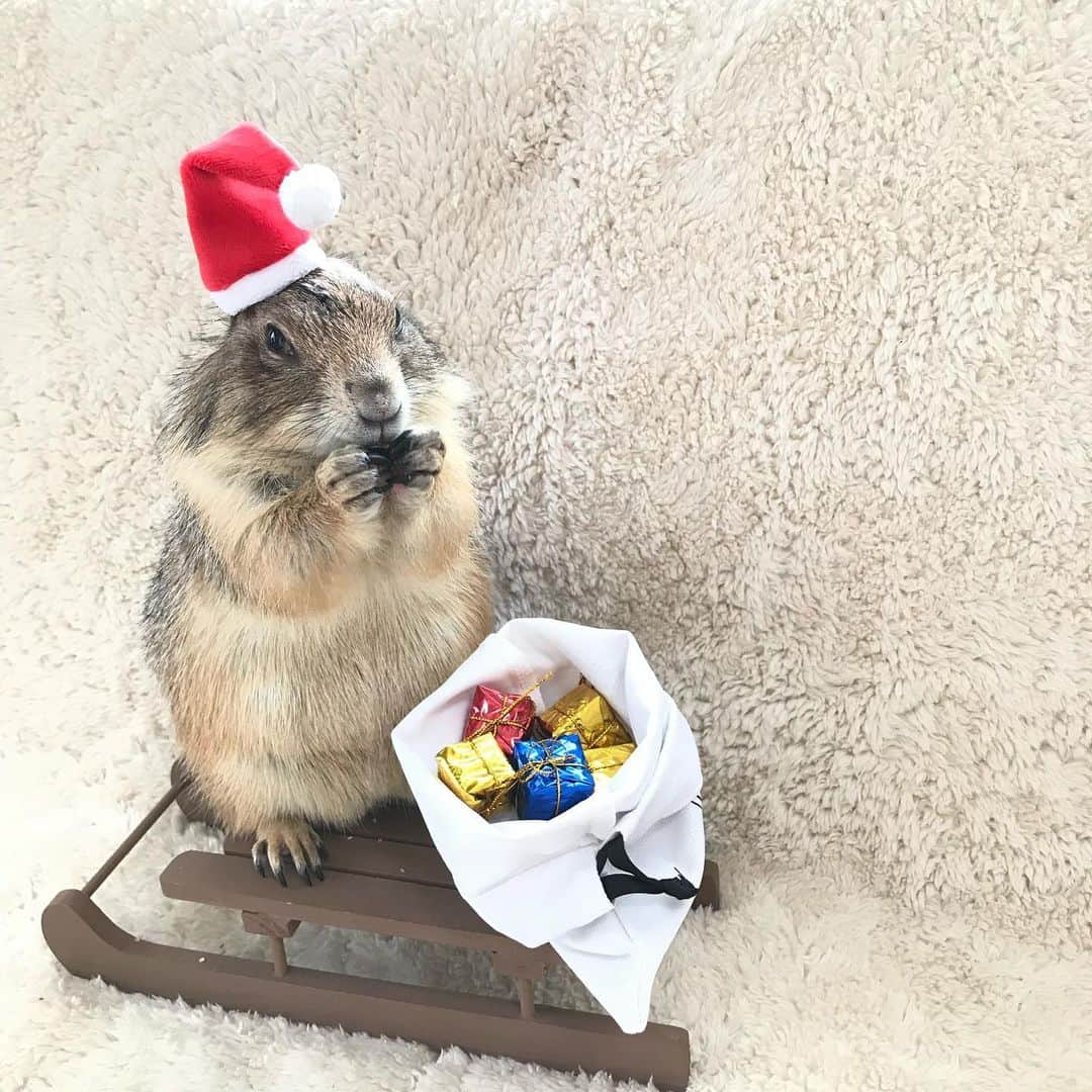 cocoさんのインスタグラム写真 - (cocoInstagram)「May your Christmas wishes come true.🐻🐿❤️  今年はいつもと違うクリスマス パーティーはできないし プレゼントもほしくないけど きっと世界中の人々が同じことを願ってる。 どうか叶いますように🌟  写真は2018年に撮ったお気に入りです😊 #Sushiたん  #Sobaちゃん」12月24日 12時33分 - nasumiso